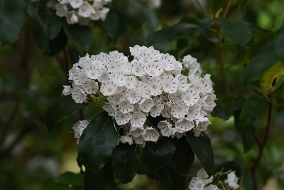 Kalmia花