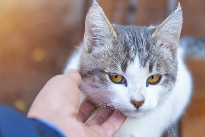 男子的手抚摸着小猫
