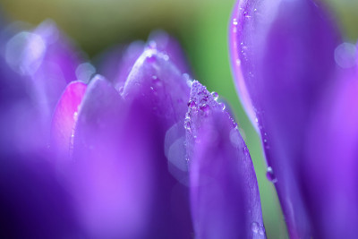 番红花属