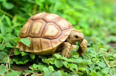 非洲促使sulcata