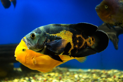 水族馆里的天文鱼，优雅地漂浮在水里