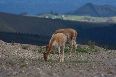 Vicuñas在厄瓜多尔国家公园