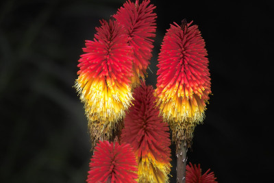 红色和黄色的花