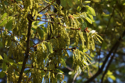Quercus serrata