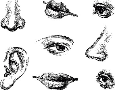 A set of sketches of parts of human face