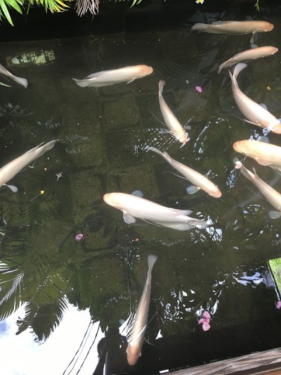 越南胡志明市的海龟池
