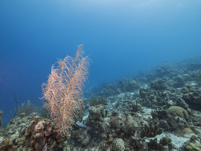 在库拉索岛周围的加勒比海珊瑚礁海景珊瑚和海绵