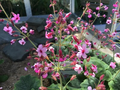 如画的花朵和奇异的植物