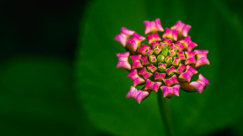 粉色的野花