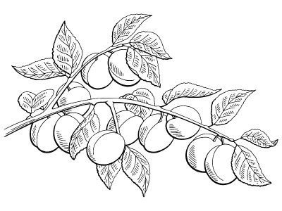 杏子水果图形分支黑白孤立素描插图向量