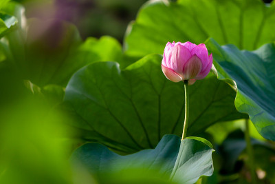 莲花