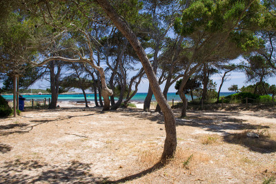 sonsaura, Platja d'es Banyuls海滩附近的树，