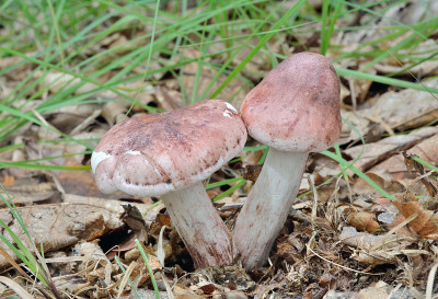 食用蘑菇（海格罗普鲁斯鲁苏拉）
