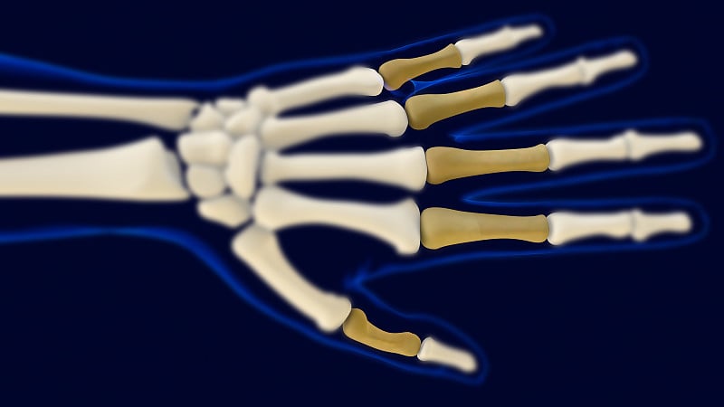 手部近端指骨人体骨骼解剖三维绘制