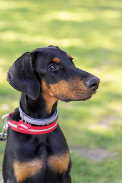 杜宾犬小狗