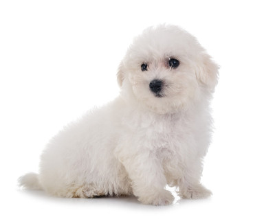 小卷毛比雄犬
