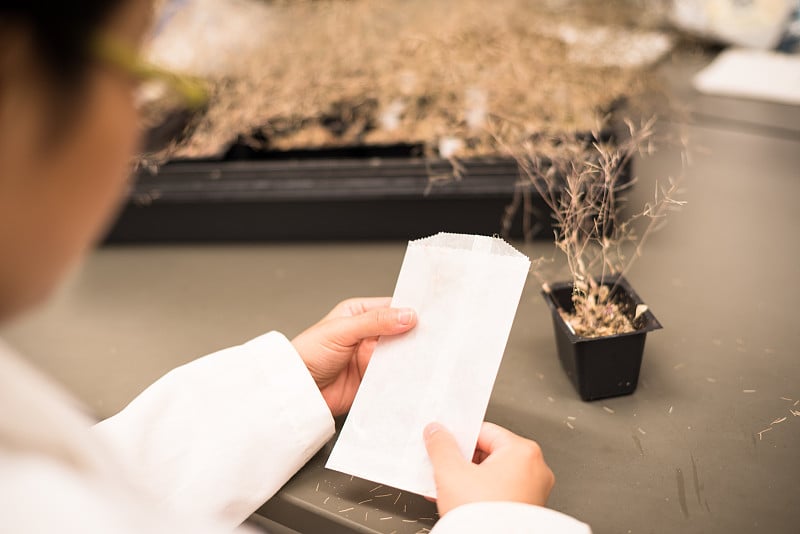 女性科学家在生长室内研究转基因植物