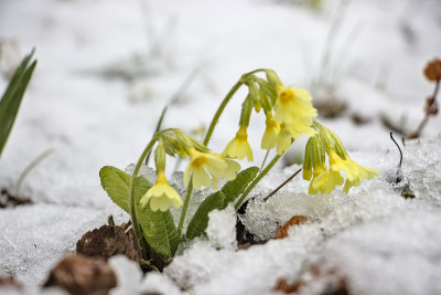 春天，白雪覆盖着黄花
