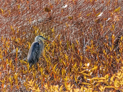 大蓝鹭- Ardea herodias