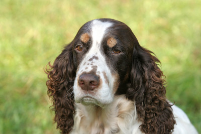 英国施普林格猎犬
