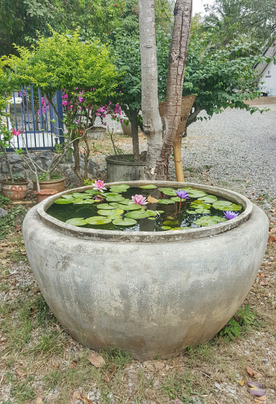 荷花在大罐子里