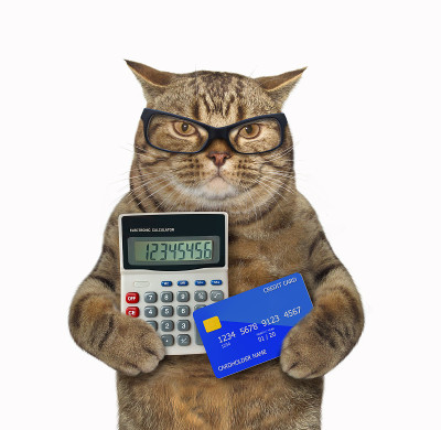 有计算器和信用卡的猫