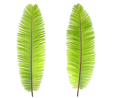 蕨类植物的叶子。