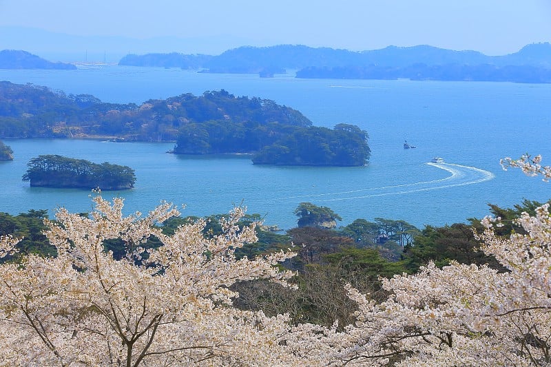 樱花盛开的松岛公园，后面的西行