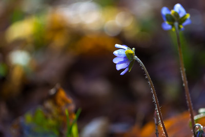 近距离地苔花