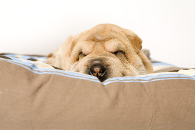 睡觉sharpei小狗