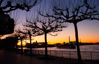 悬铃木在Düsseldorf am Rhein