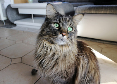 一只漂亮的棕黑米色缅因猫。男性的缅因库恩猫