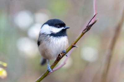 黑顶山雀(Poecile atricapillus)栖息在树枝上关闭。