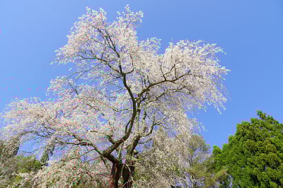 阿川康农哭泣樱桃