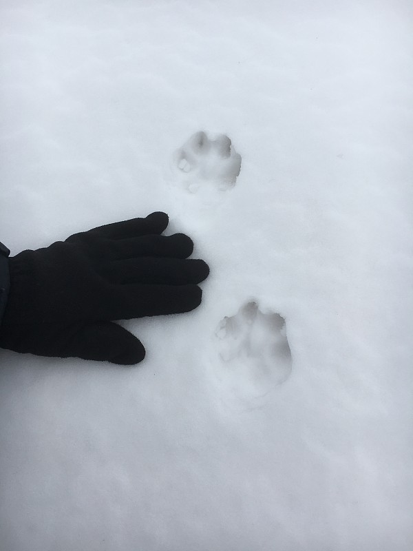 雪，坏天气，动物的脚印在雪