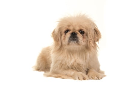 金色的成年西藏猎犬躺在地板上，头朝上面对着镜头，背景是白色的