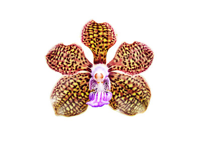 万达兰花孤立