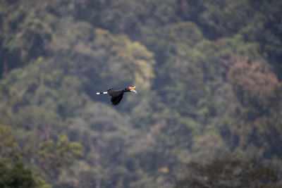 成年雌犀鸟(Buceros hornbill)