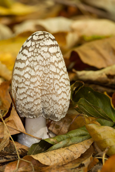 Coprinus picaceus