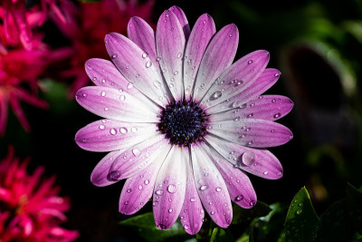雨中的雏菊