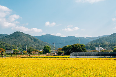 韩国大邱的金色稻田和乡村