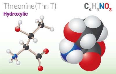 苏氨酸(Thr, T)氨基酸分子。(化学式C4H9NO3)球棍模型、填充空间模型、骨架式分层矢量图
