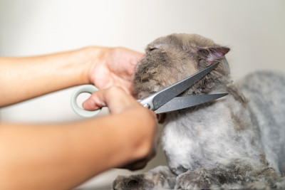猫美容，美容院为猫狗理发