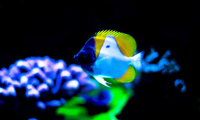 黄色的金字塔蝴蝶鱼
(Hemitaurichthys polylepis)