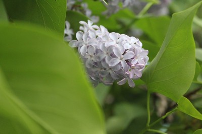 丁香花盛开紫丁香树开花木本植物