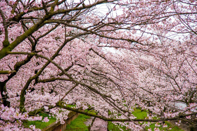 “Sakura”樱花在河边盛开