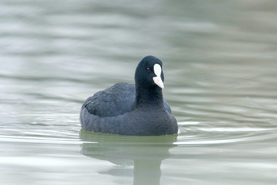 白骨顶游泳(Fulica atra)近欧亚白骨顶