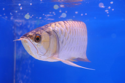亚洲arowana