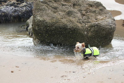 海滩上的约克郡犬