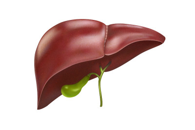 Vector illustration of the hepatic system organ an